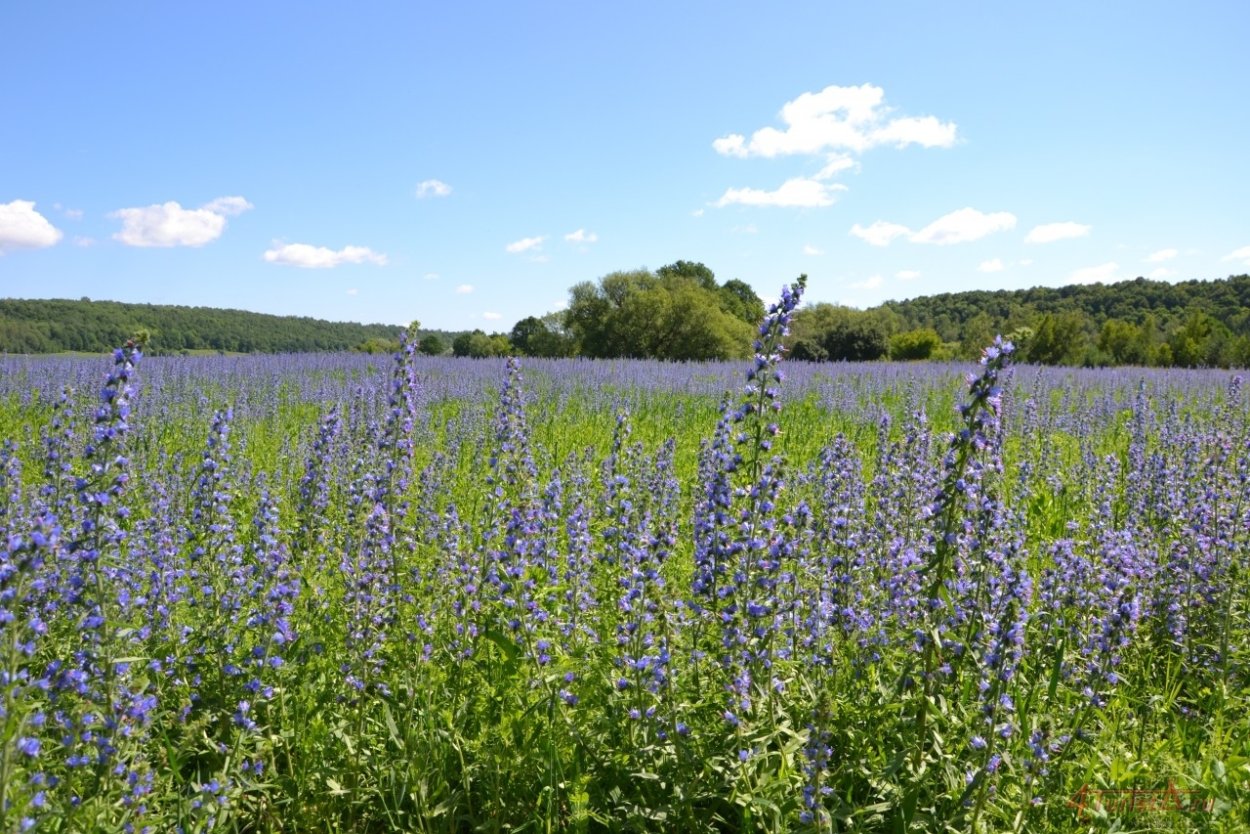 Синяк обыкновенный медонос