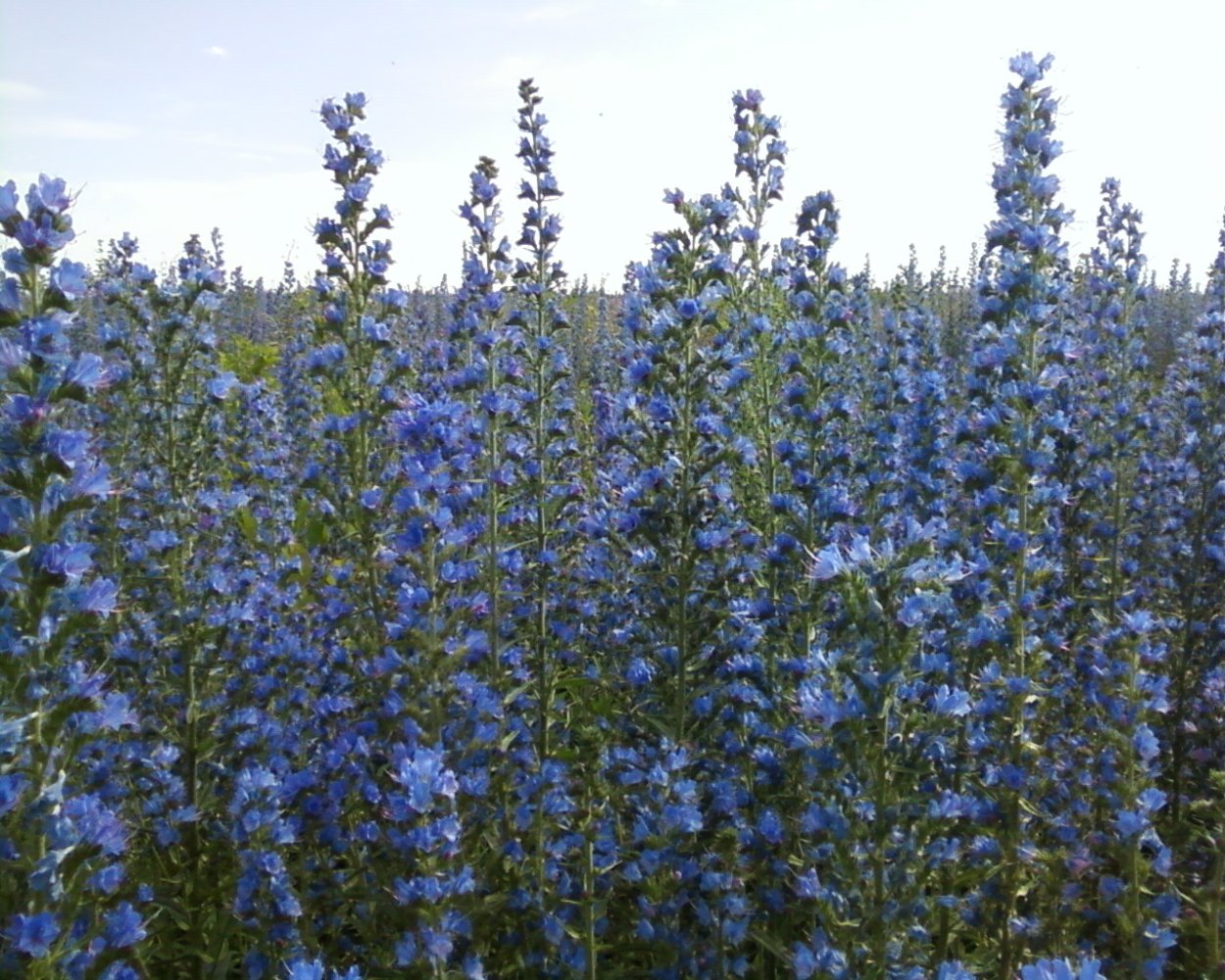 Синяк обыкновенный и иссоп