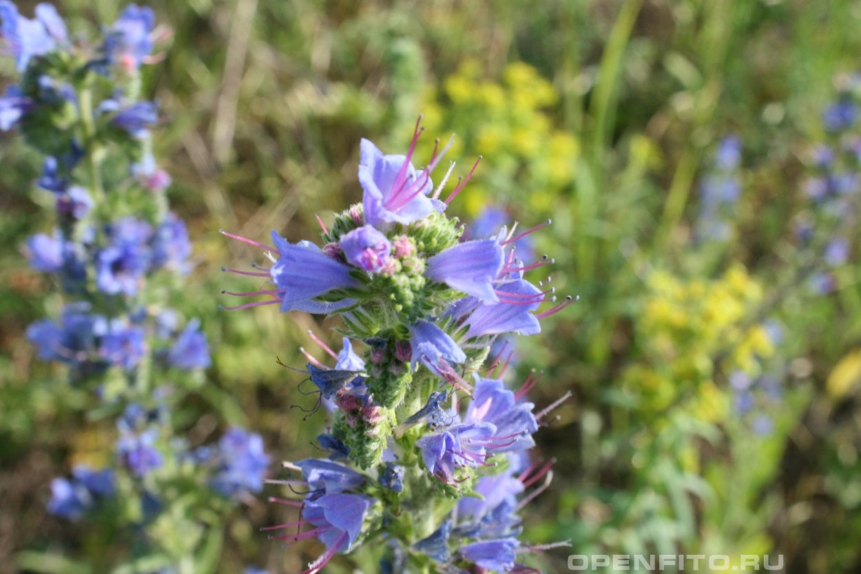Трава синяк обыкновенный медонос