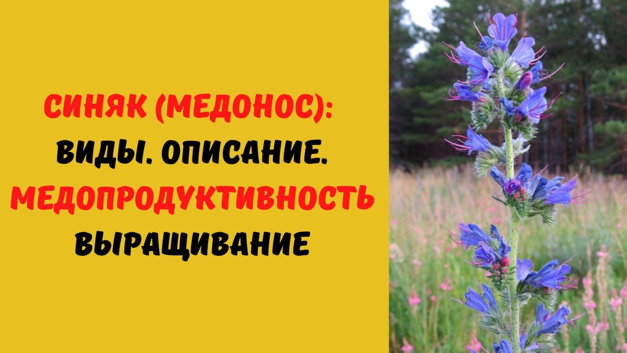 Трава синяк обыкновенный медонос