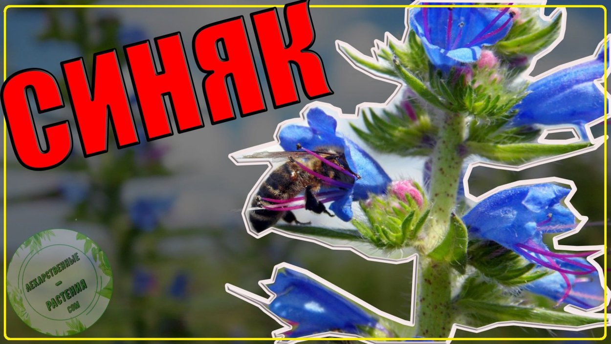 Синяк обыкновенный (Воловик гадючий)