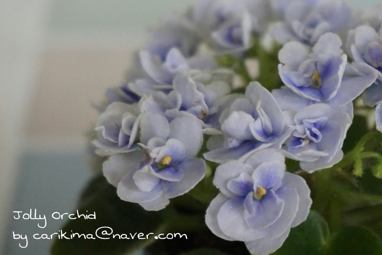 ЕК вальс светлячков фиалка