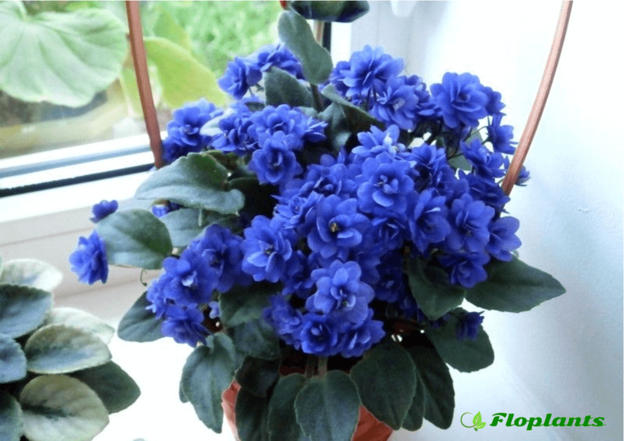 Фиалка голубая шиншилла