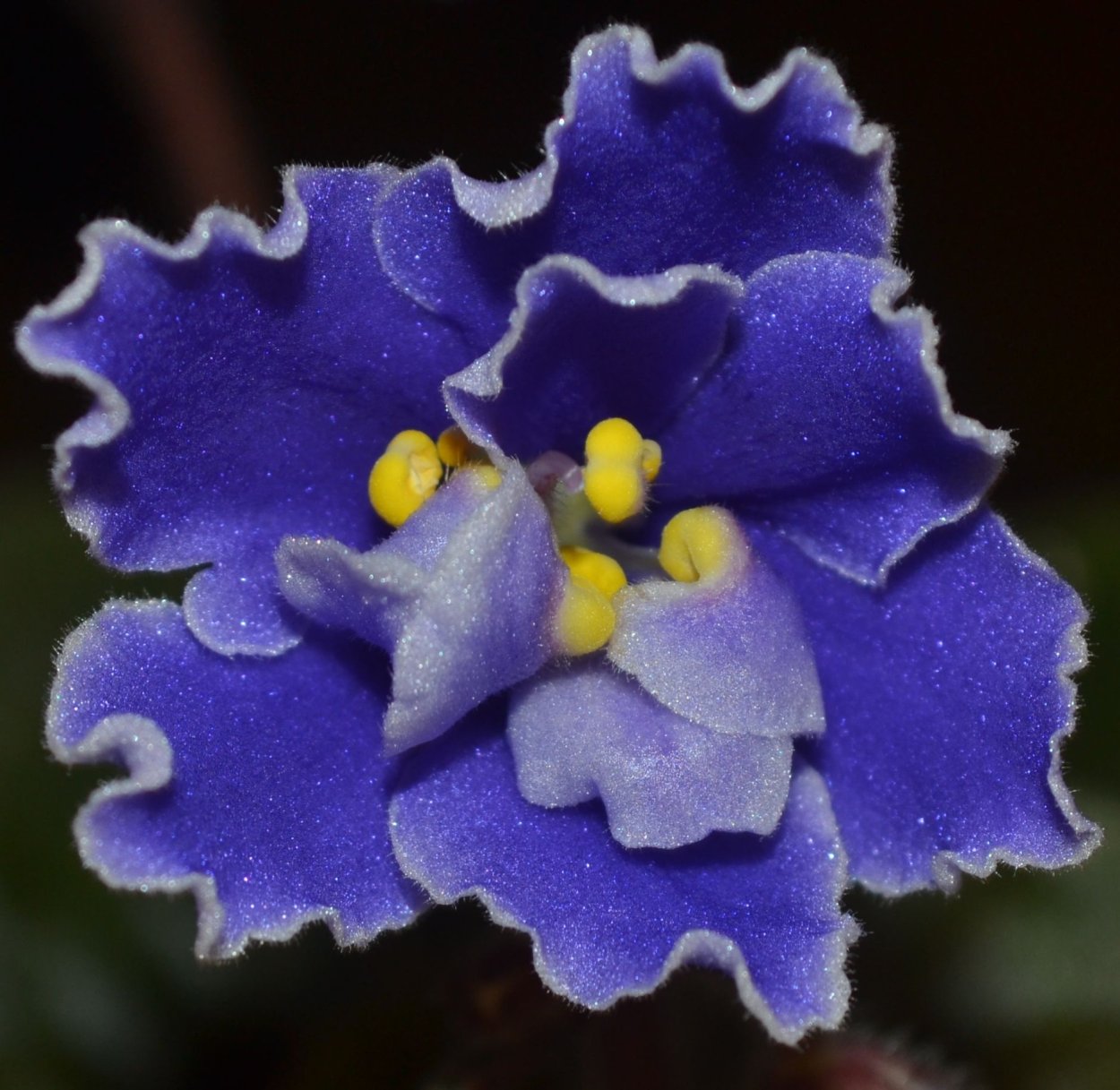 Сенполия узамбарская фиалка