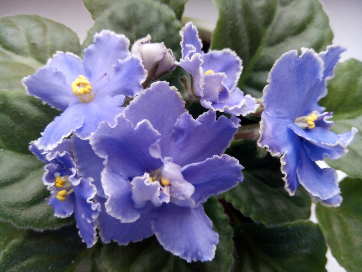 Фиалка Эвер Грейс