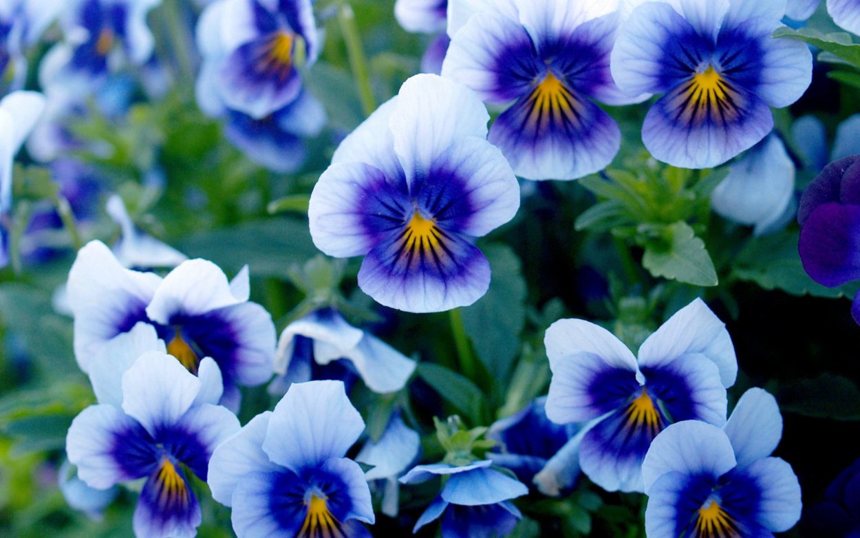 Фиалки комнатные голубые