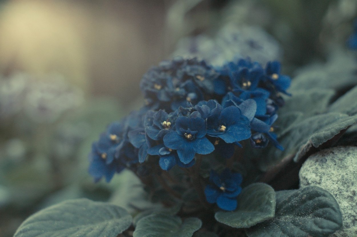 Узамбарская фиалка синяя