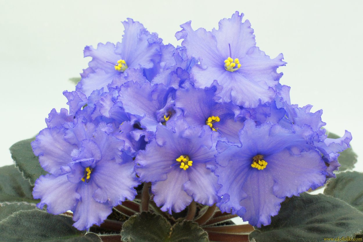 Узамбарская фиалка