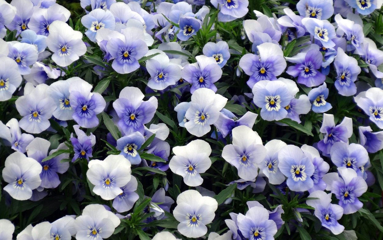 Сенполия ,,Тропикана,,