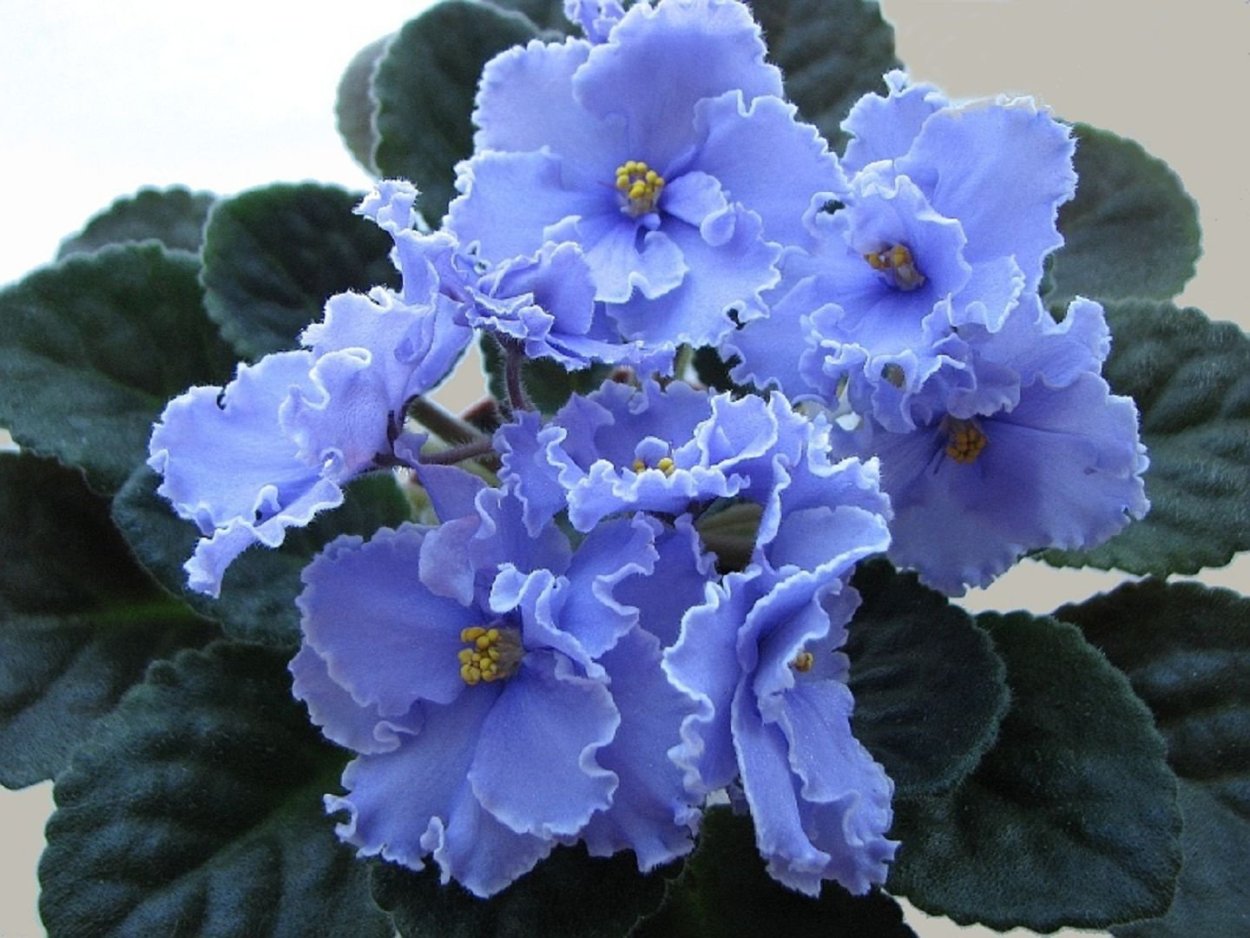 Узамбарская фиалка Африканская