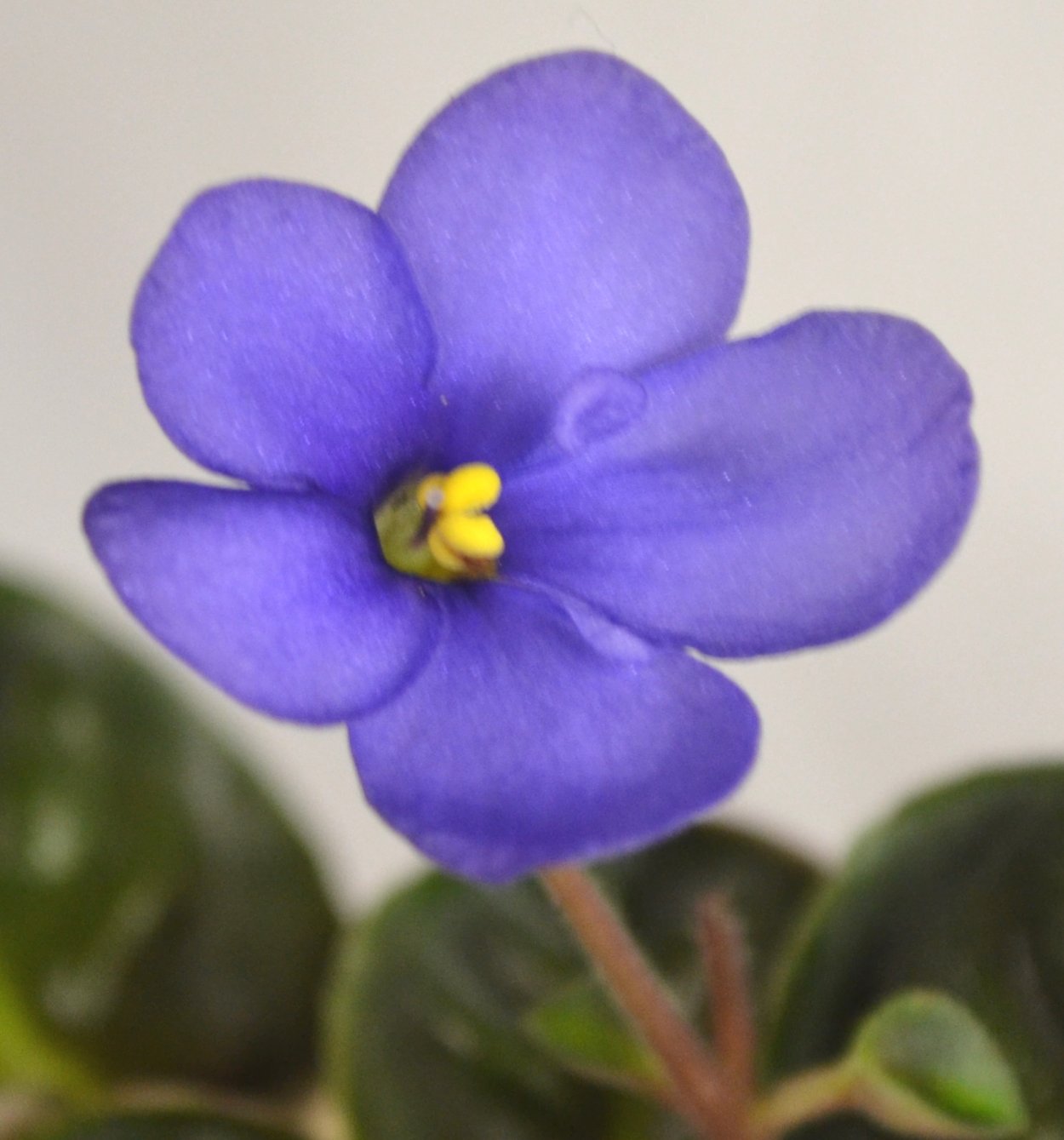 Фиалка Melodie Kimi