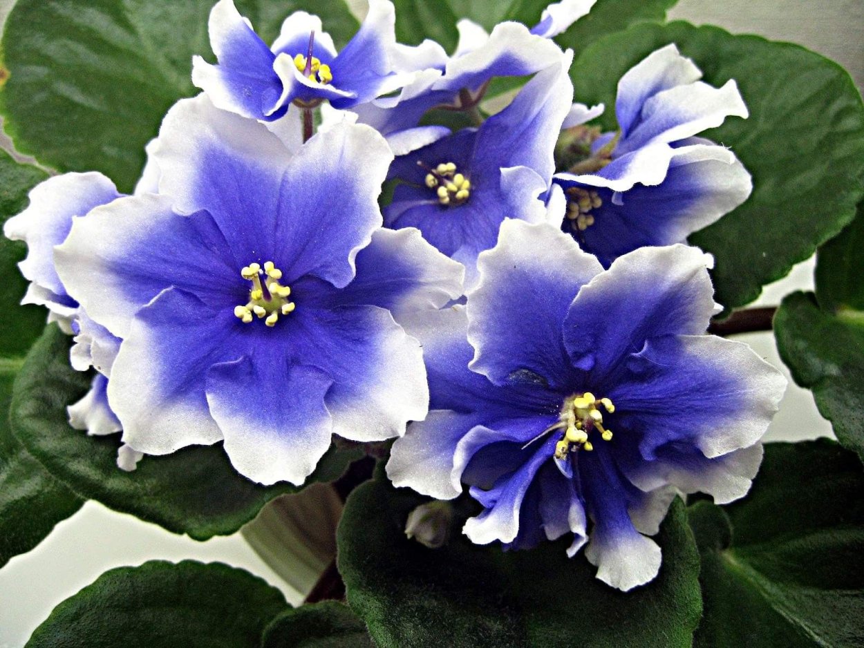 Фиалка Мехико Химера