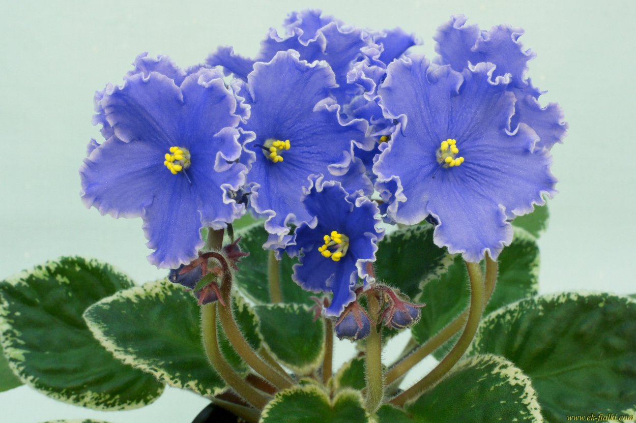 Узамбарская фиалка комнатное растение