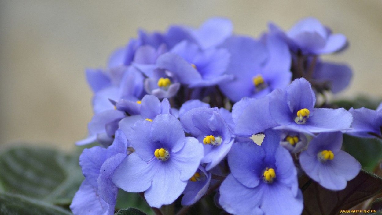 Голубая узамбарская фиалка