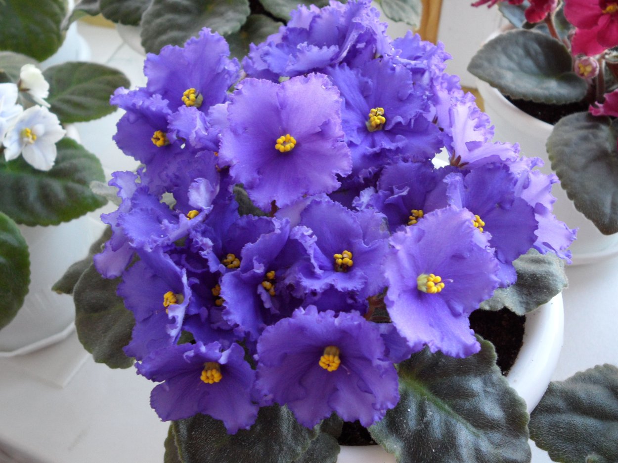 Фиалка Neptune's Jewels