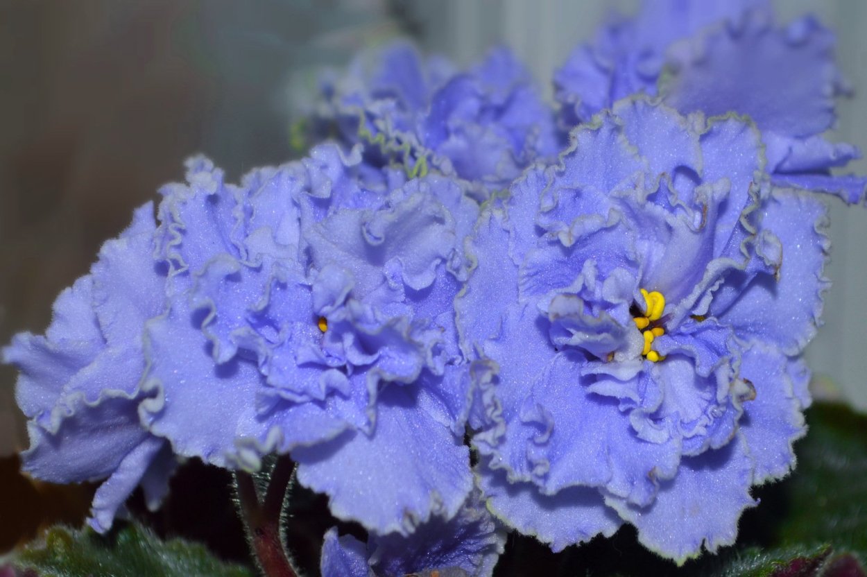 Фиалка Африкан Виолет