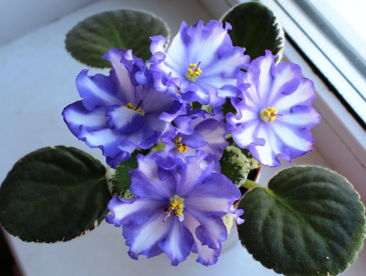 Фиалка ЕК голубая красавица Азии