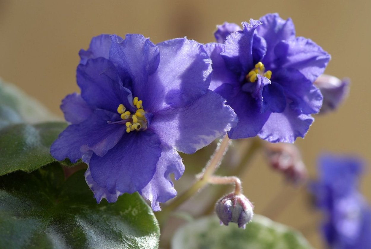 Фиалка голубая на белом фоне