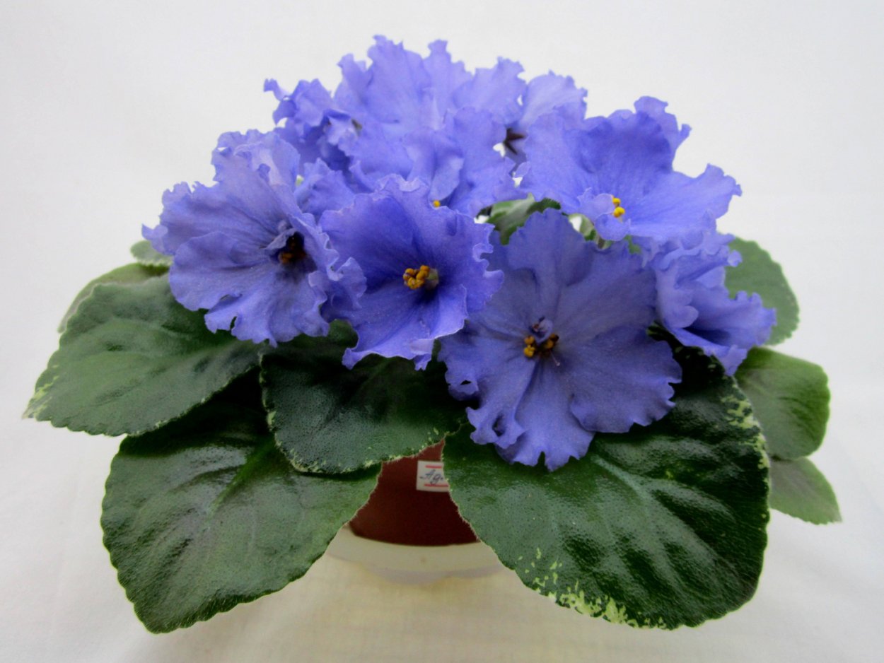 ЕК Наутилус фиалка Химера