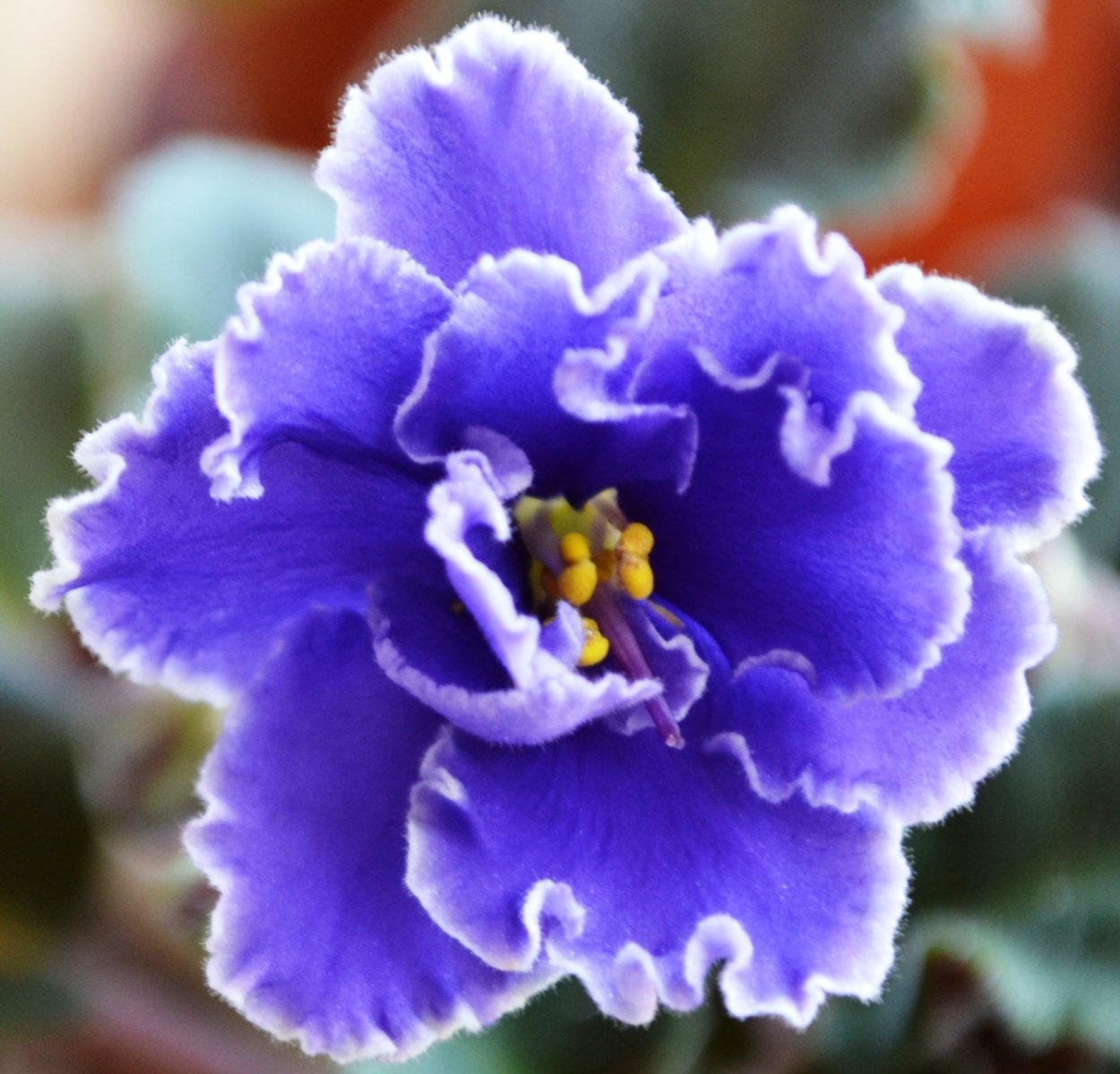 Узамбарская фиалка голубая кровь