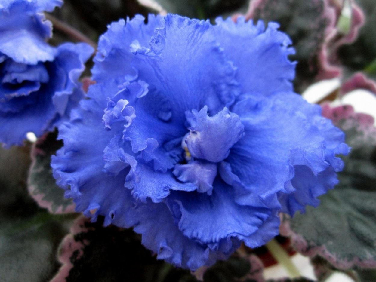 Фиалка Kingwood Blue