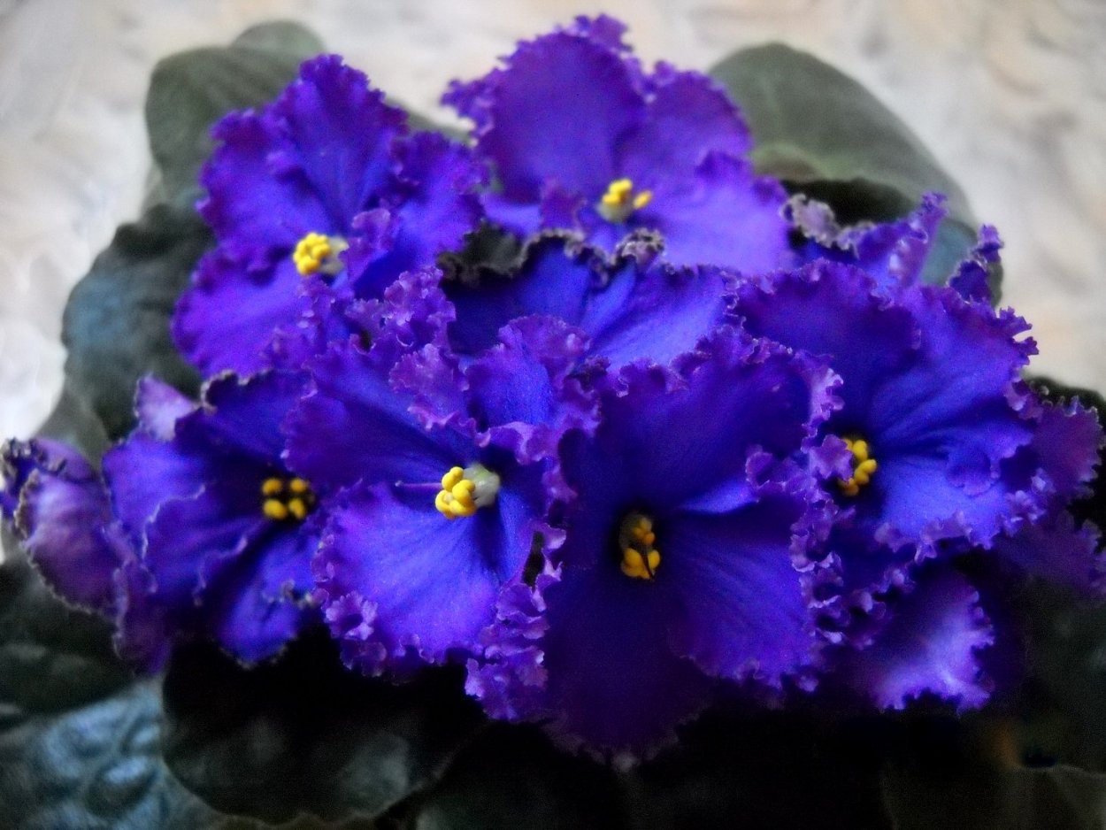 Голубой Питер фиалка