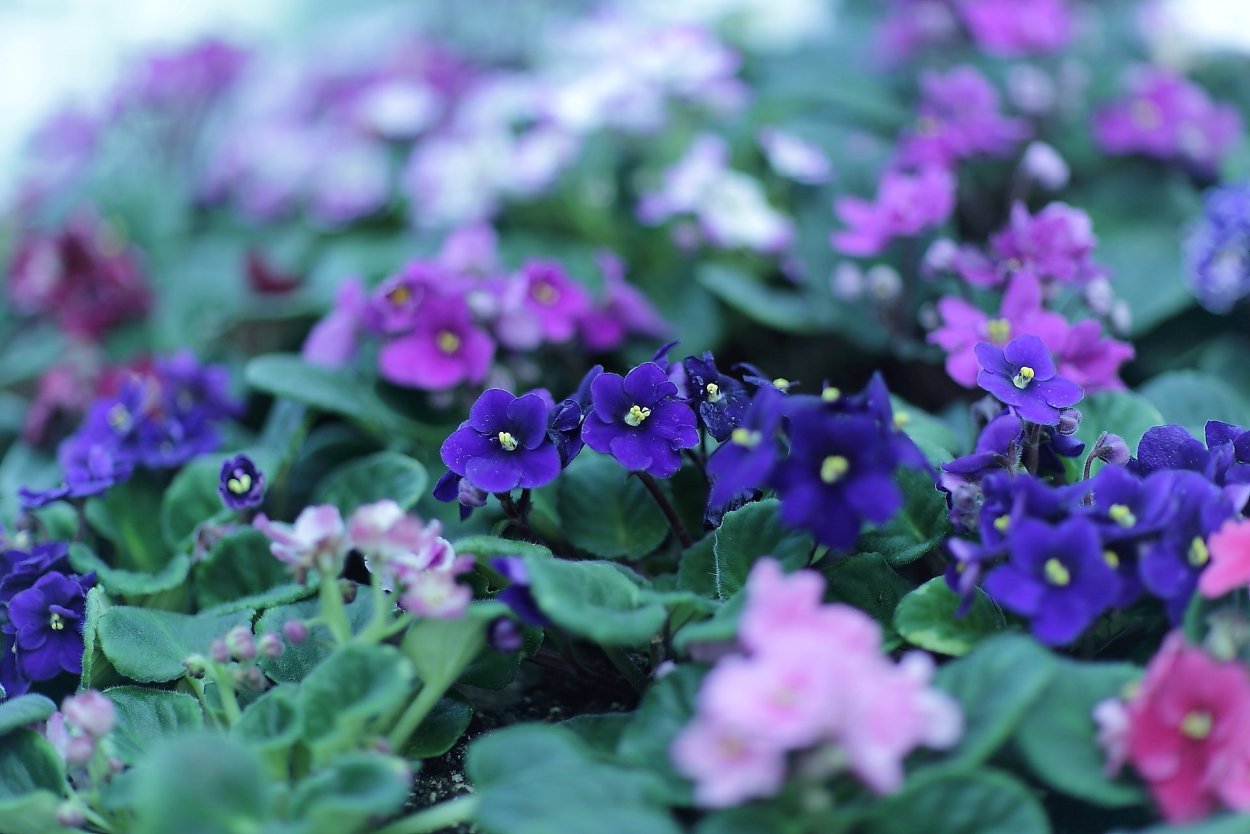 Фиалка ЕК Мандрагора