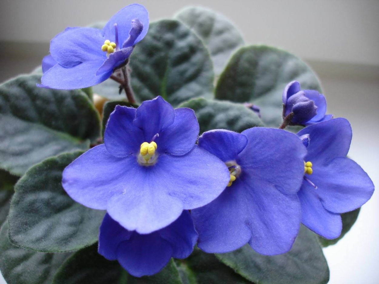 Ватт спектропирит фиалка