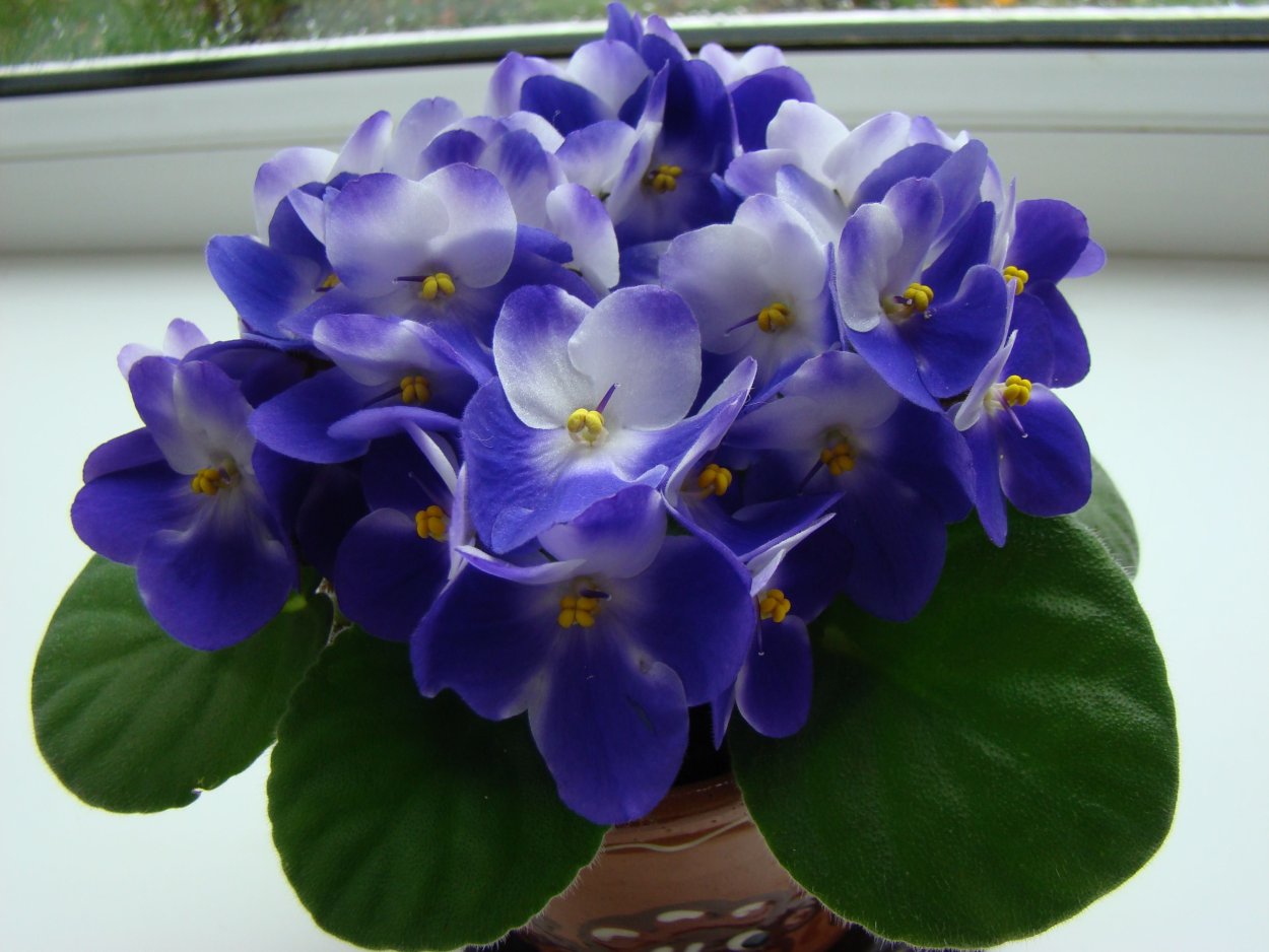 Фиалка ЕК весенний Гром