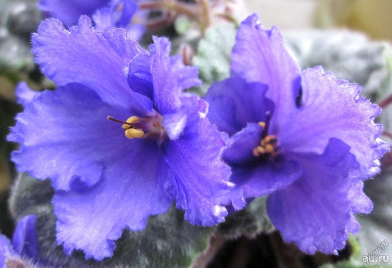 Сенполия узамбарская фиалка