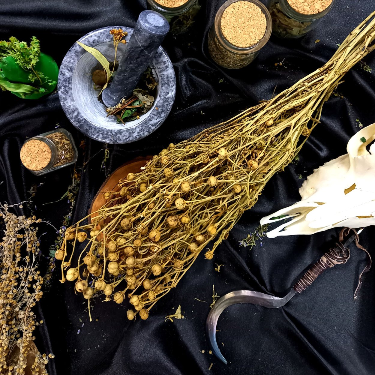 Гармала обыкновенная (ВЕДЬМИНА трава)