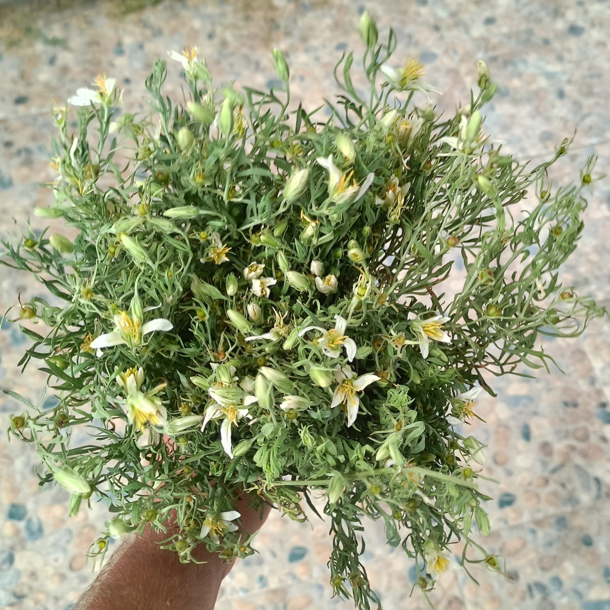 Гармала обыкновенная сухая