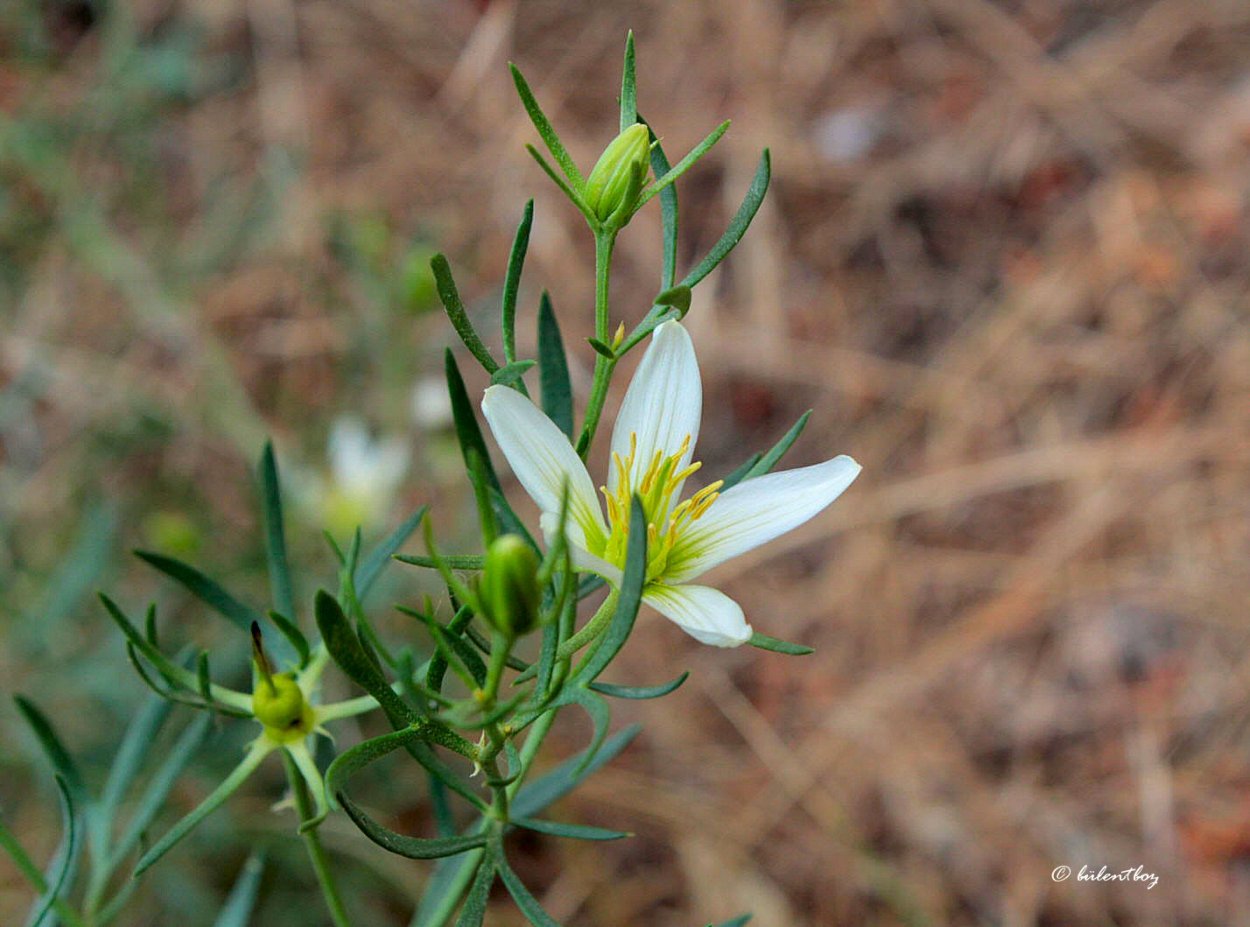 Тмин и тимьян