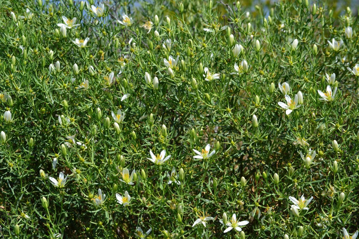 Пеганум гармала