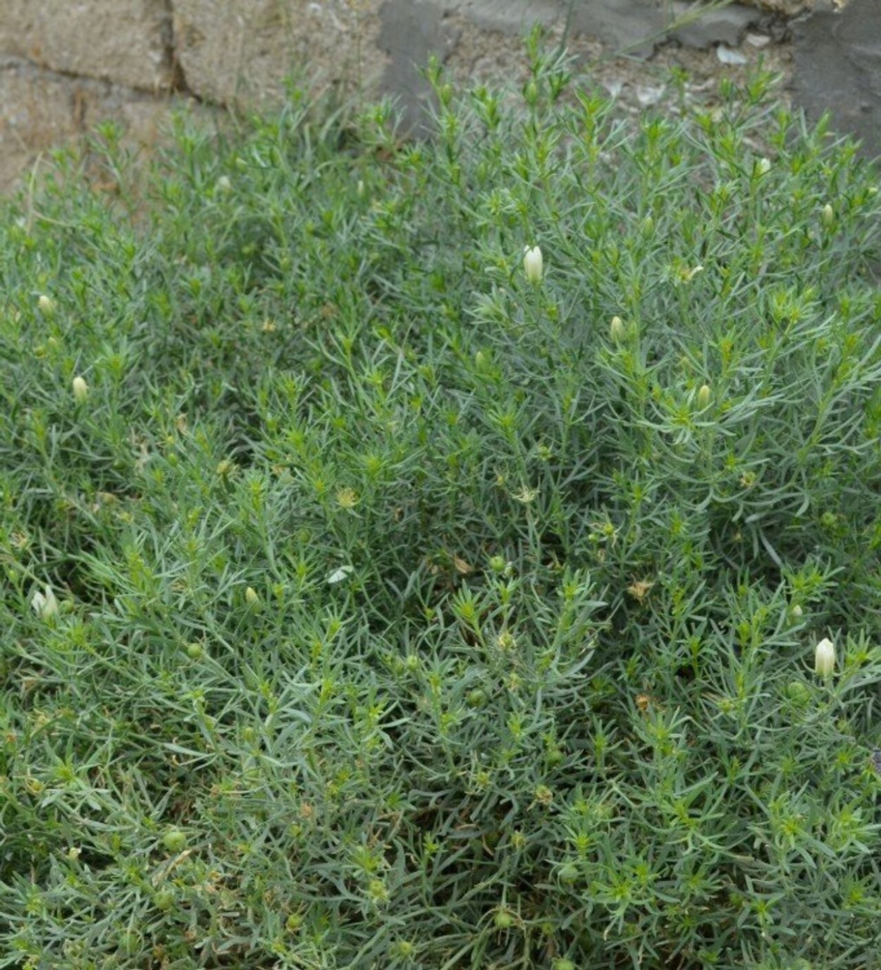 Гармала обыкновенная