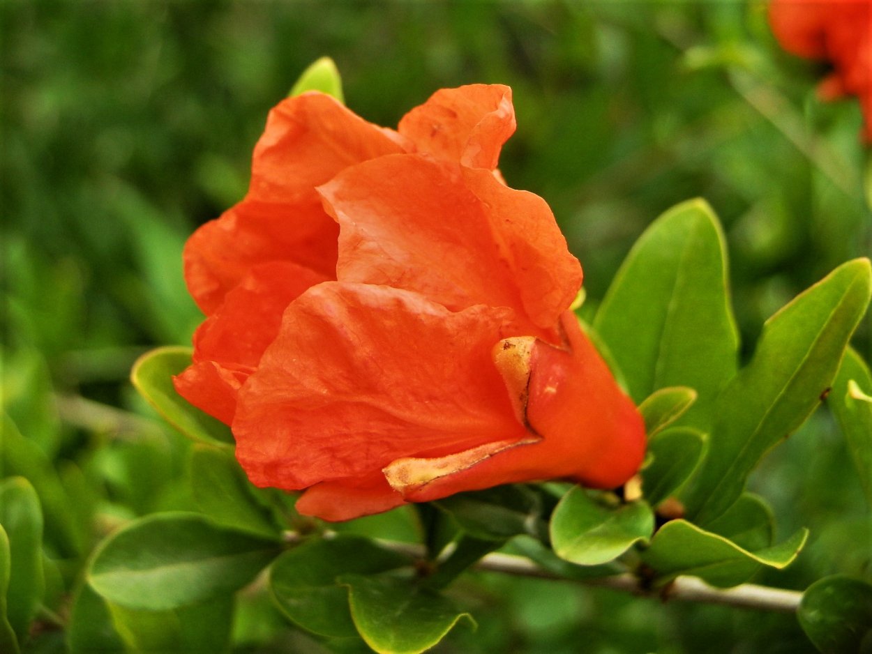 Цветок Барракуда в Армении