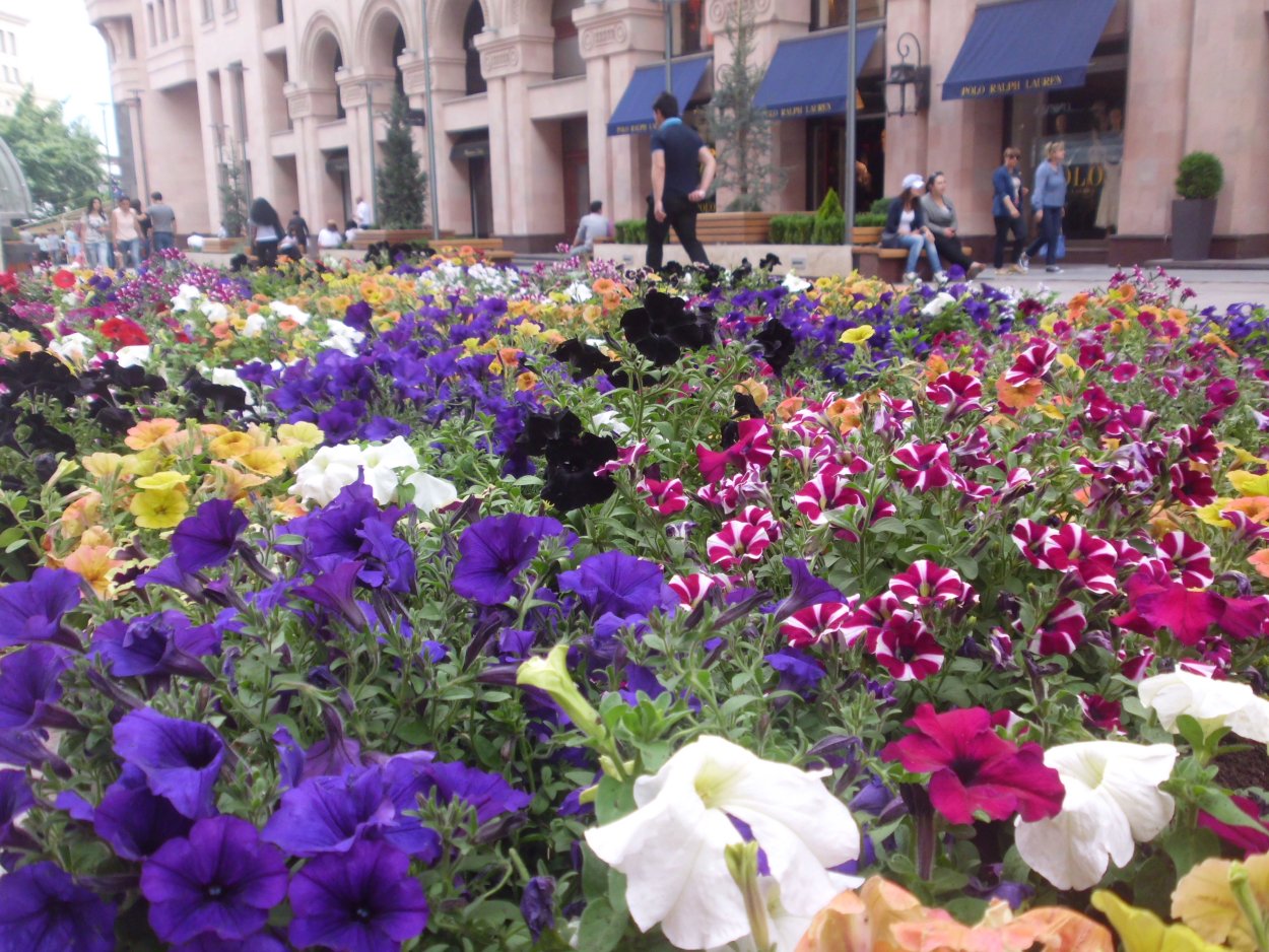 Съедобные растение Армении