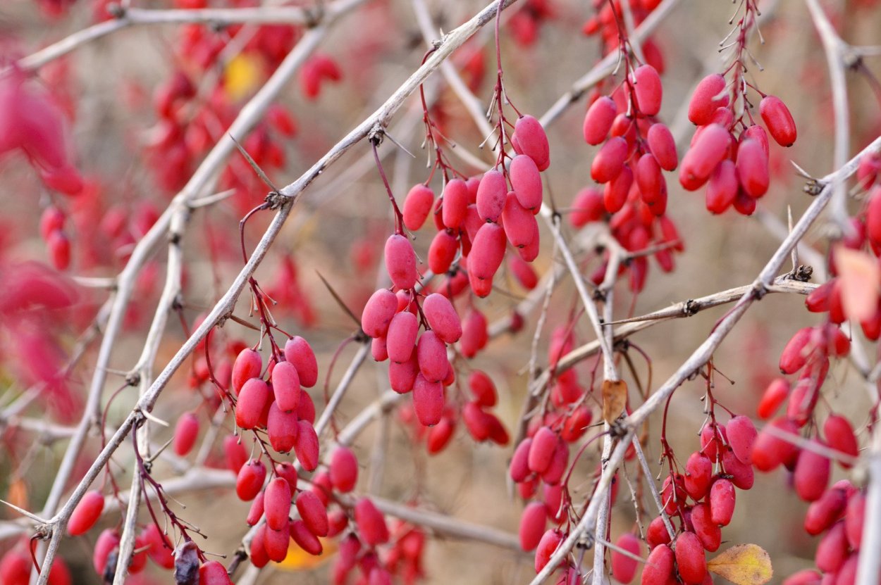 Барбарис куст колючки