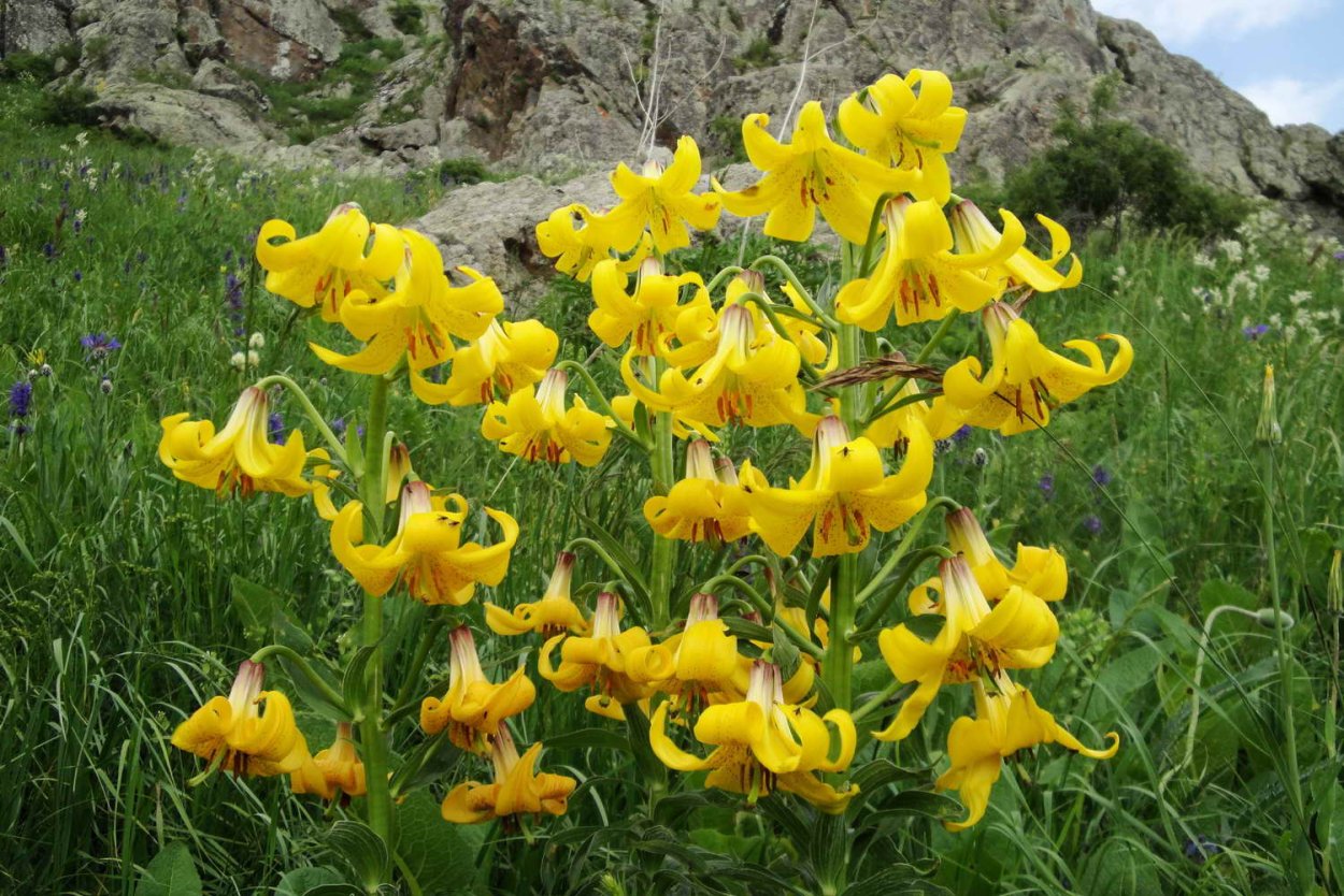 Lilium armenum