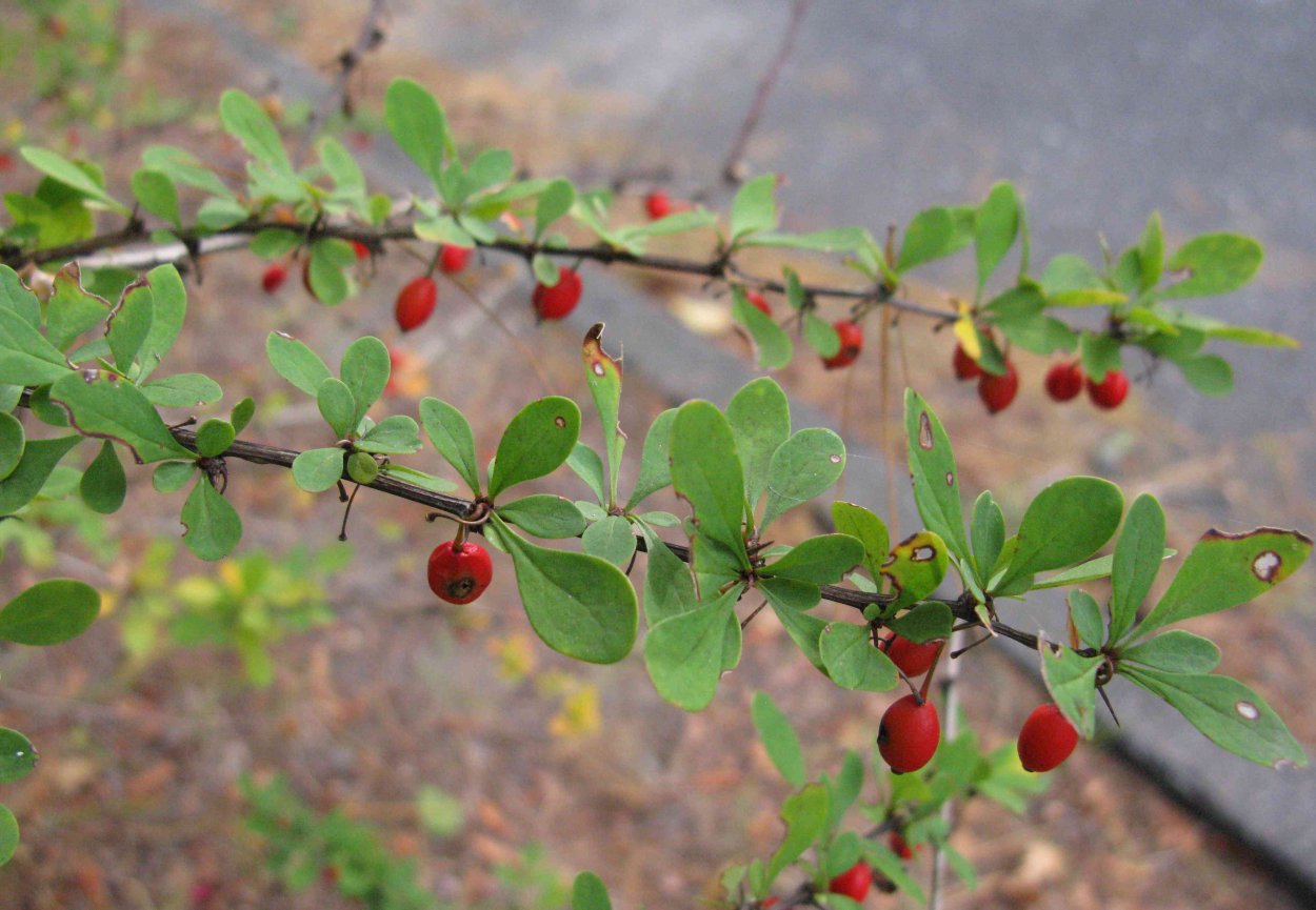Барбарис обыкновенный Фармакогнозия