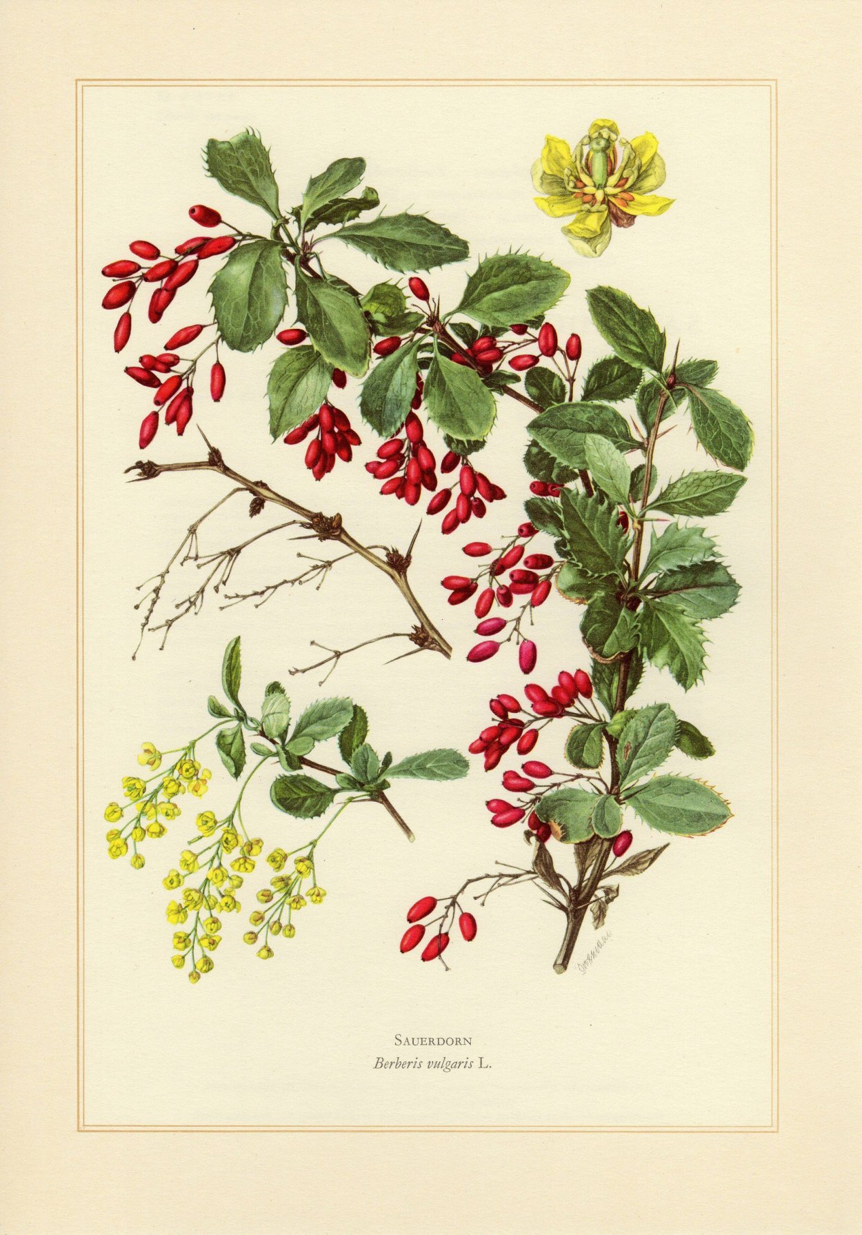 Тернии Терновник