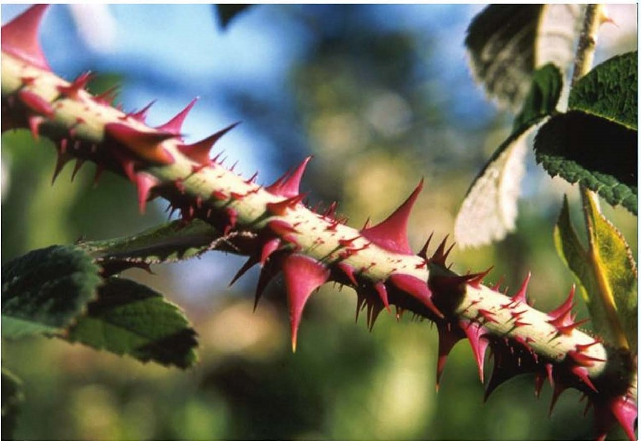 Барбарис растение