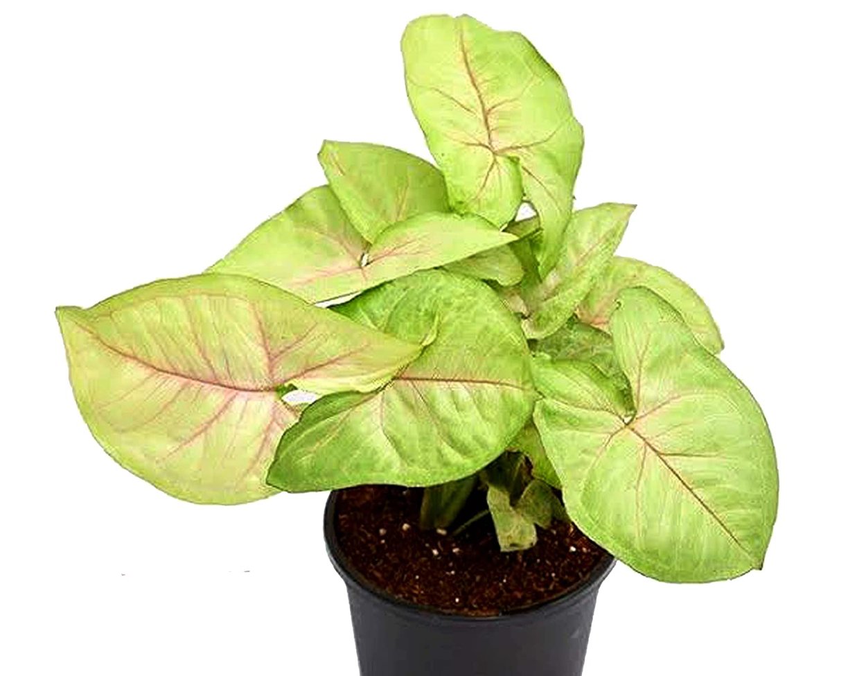 Сингониум podophyllum