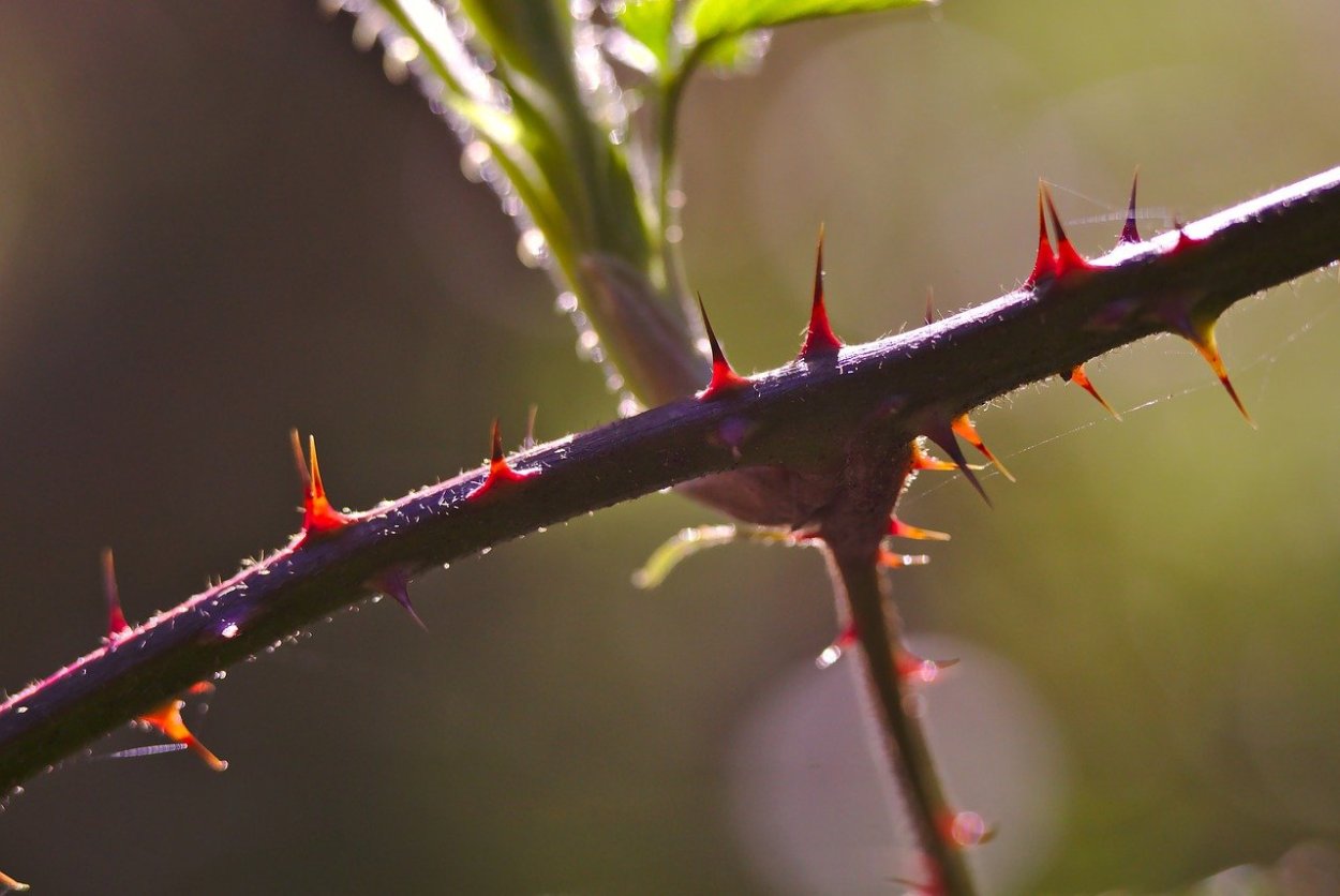 Барбарис Тунберга шипы