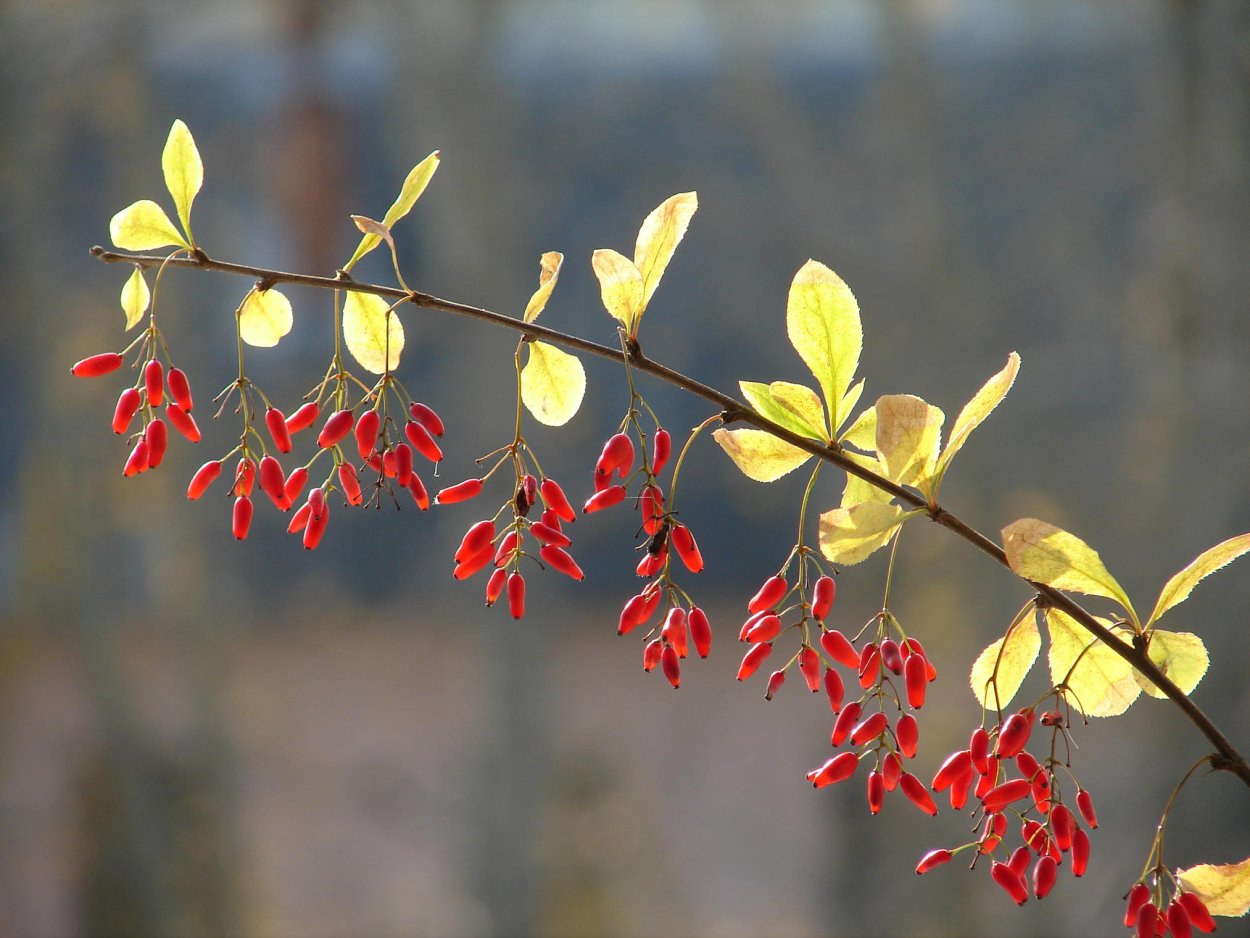 Листья барбариса