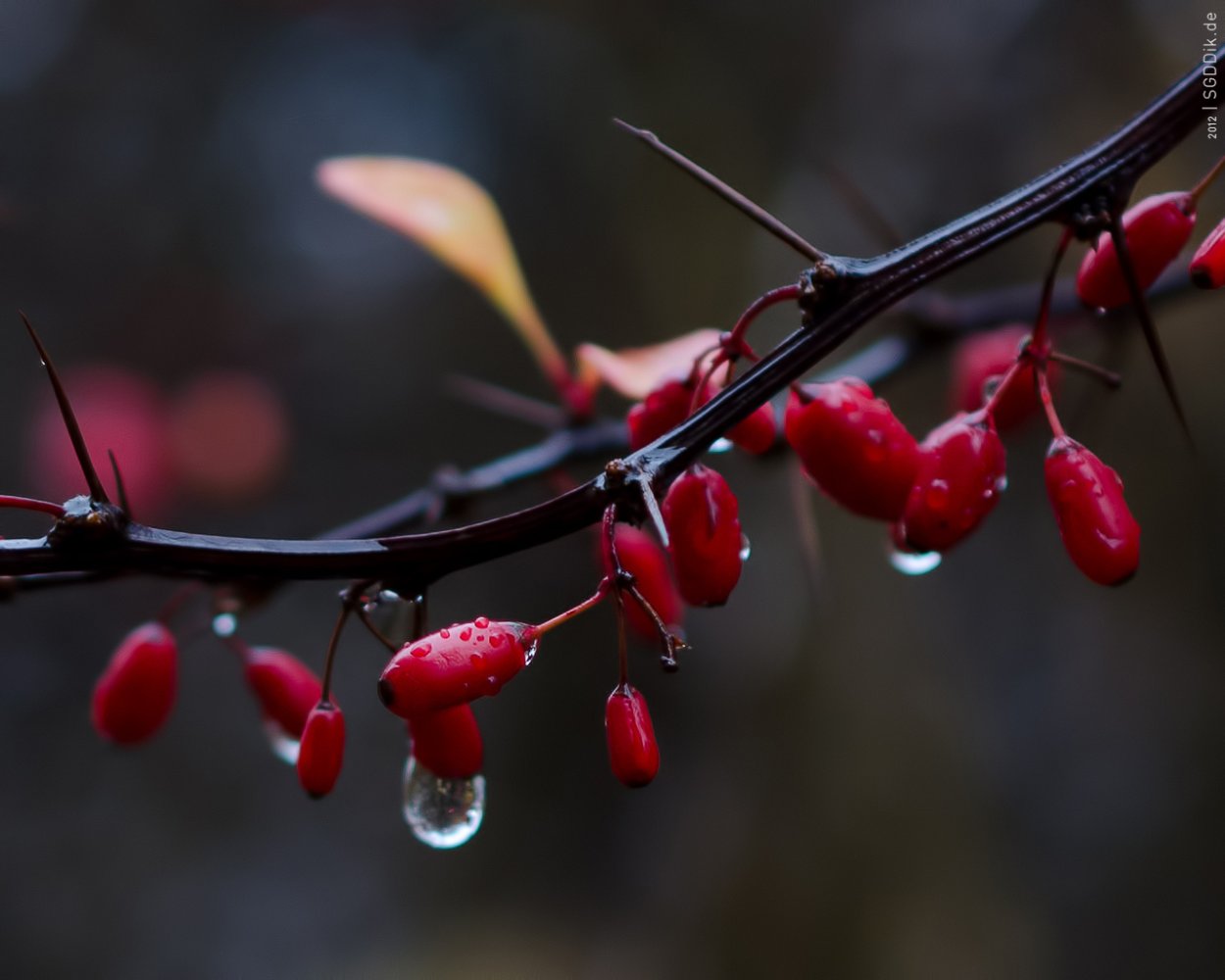 Барбарис обыкновенный колючки