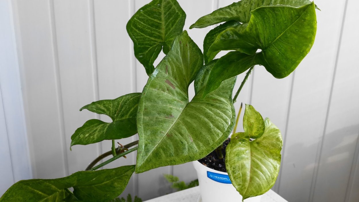 Сингониум Венеция