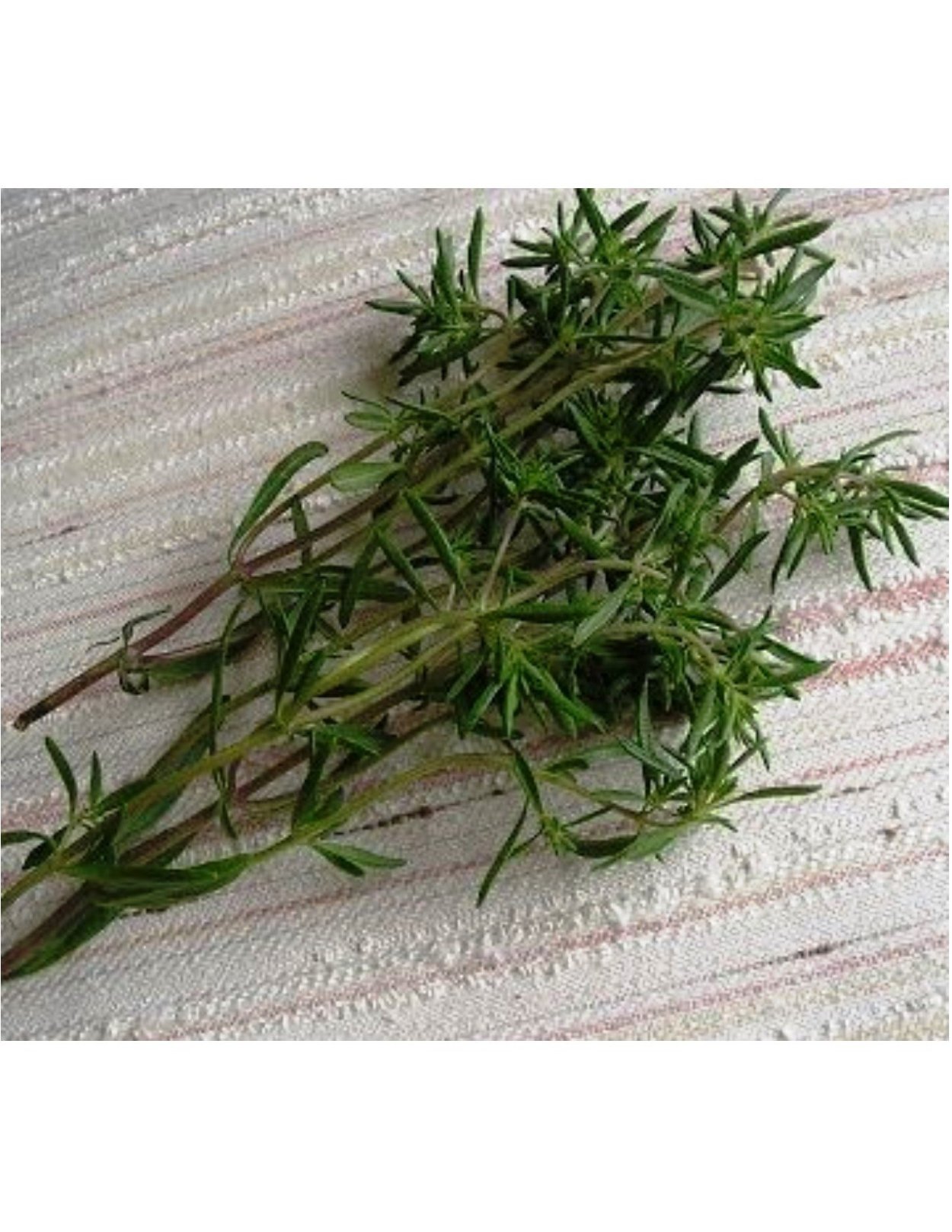 СУСАНДАР трава