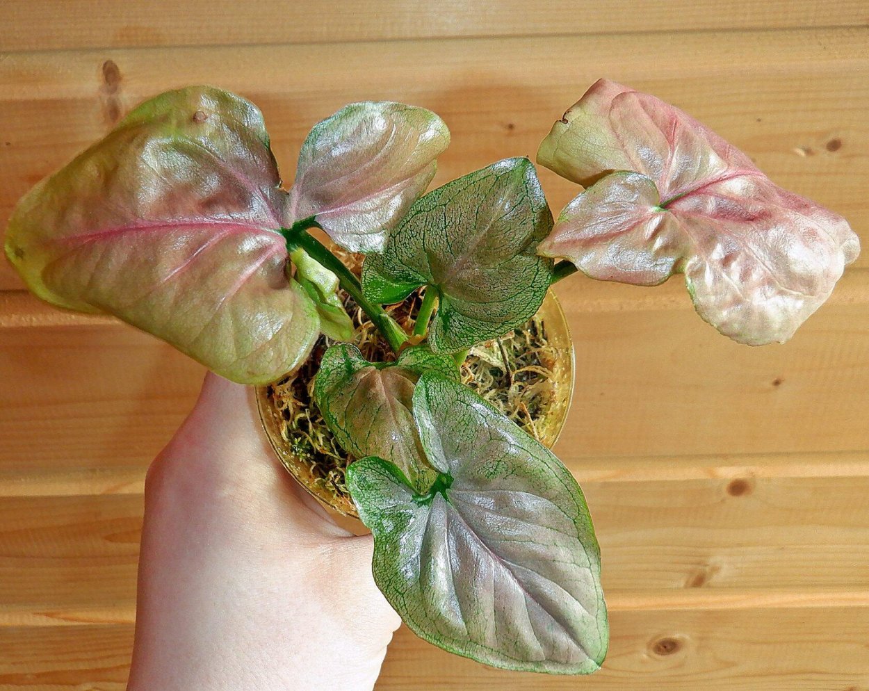 Сингониум Аурея