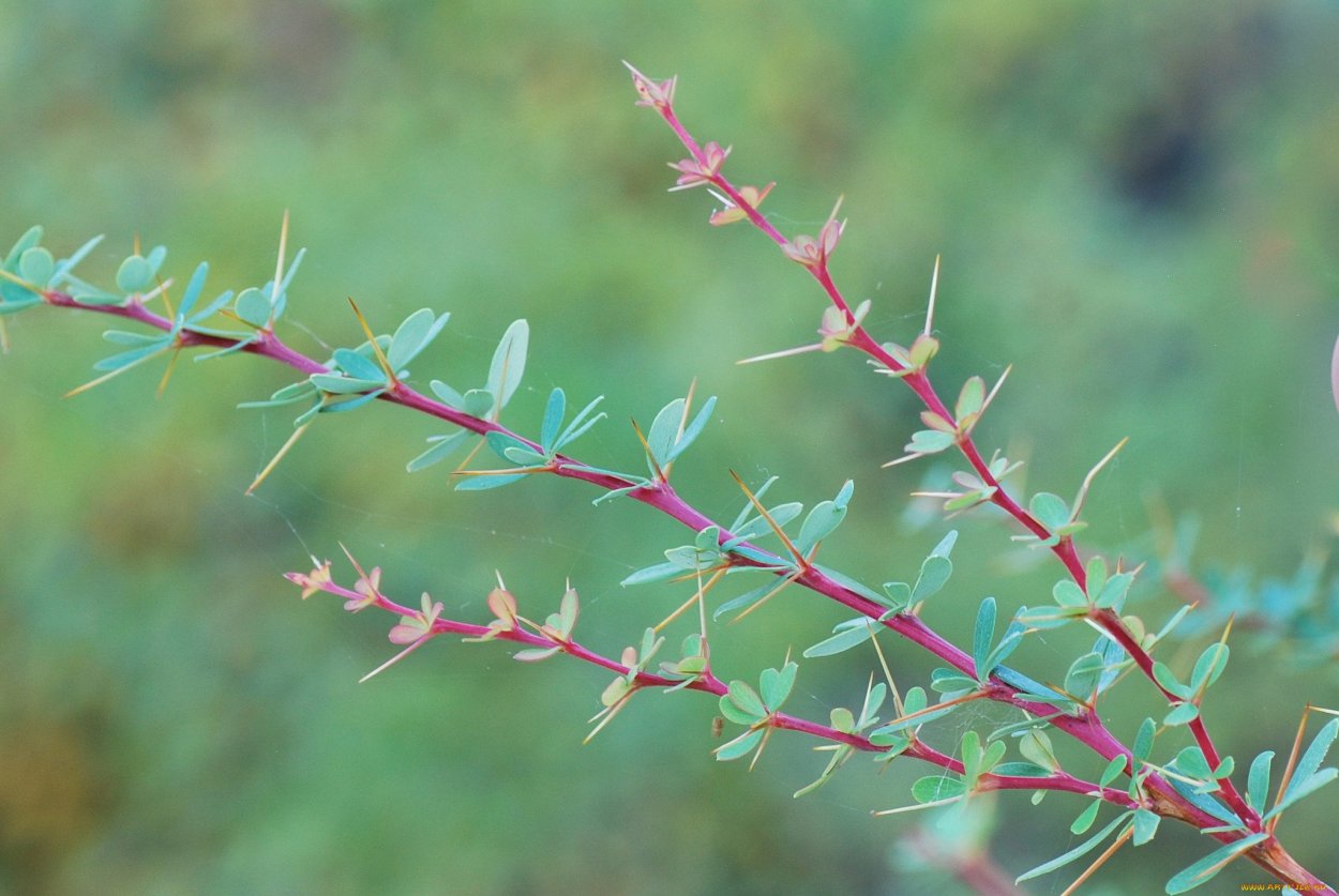 Барбарис де колючки